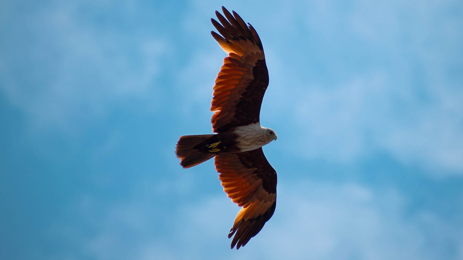 Nikon D5600 sample photo. Eagle, bird, flying photography