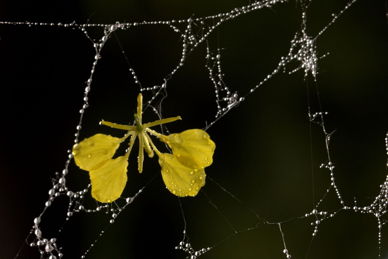 Canon EF-S 60mm F2.8 Macro USM sample photo. Spider web, petals, yellow photography