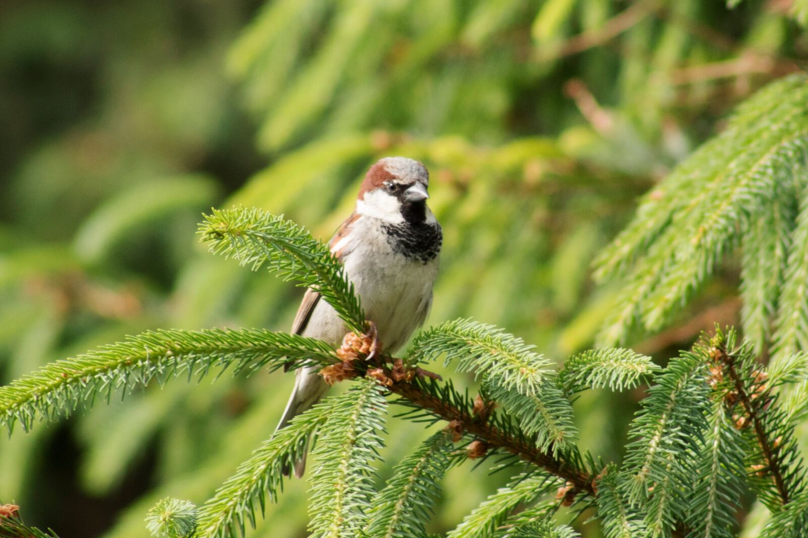 Canon EF75-300mm f/4-5.6 sample photo. Sparrow, bird, green photography