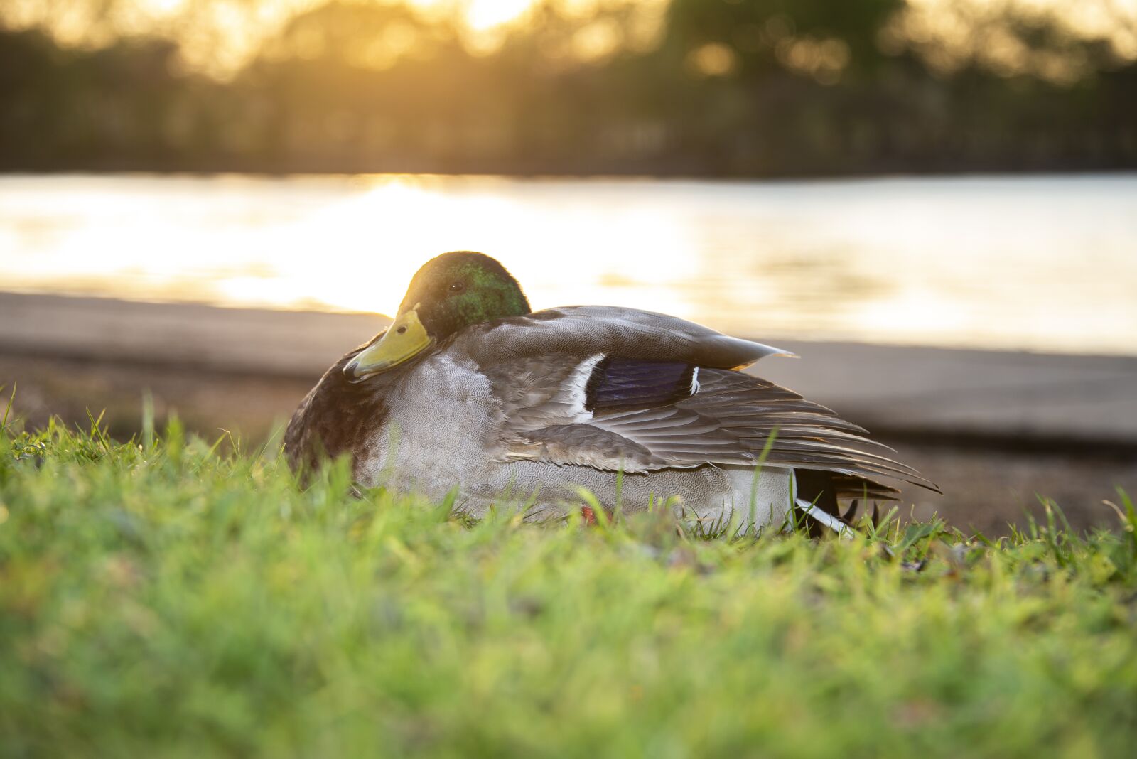 Nikon D610 sample photo. Goose, duck, water photography