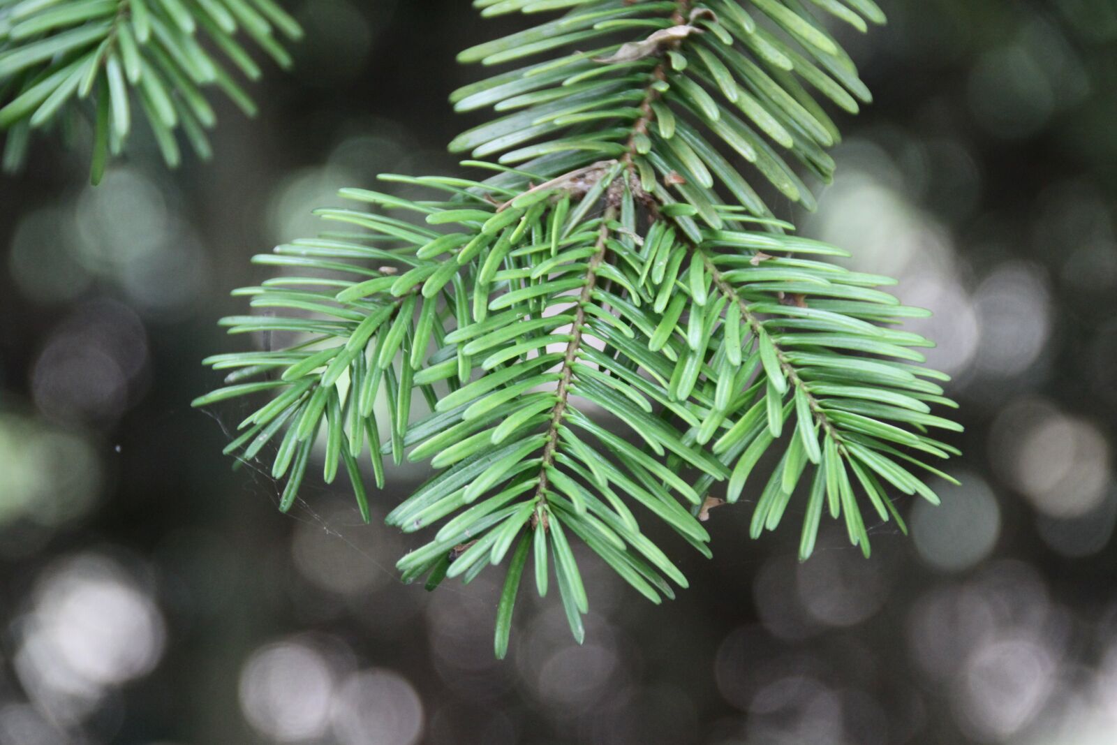 Canon EOS 50D sample photo. Branch, fir, fir branch photography