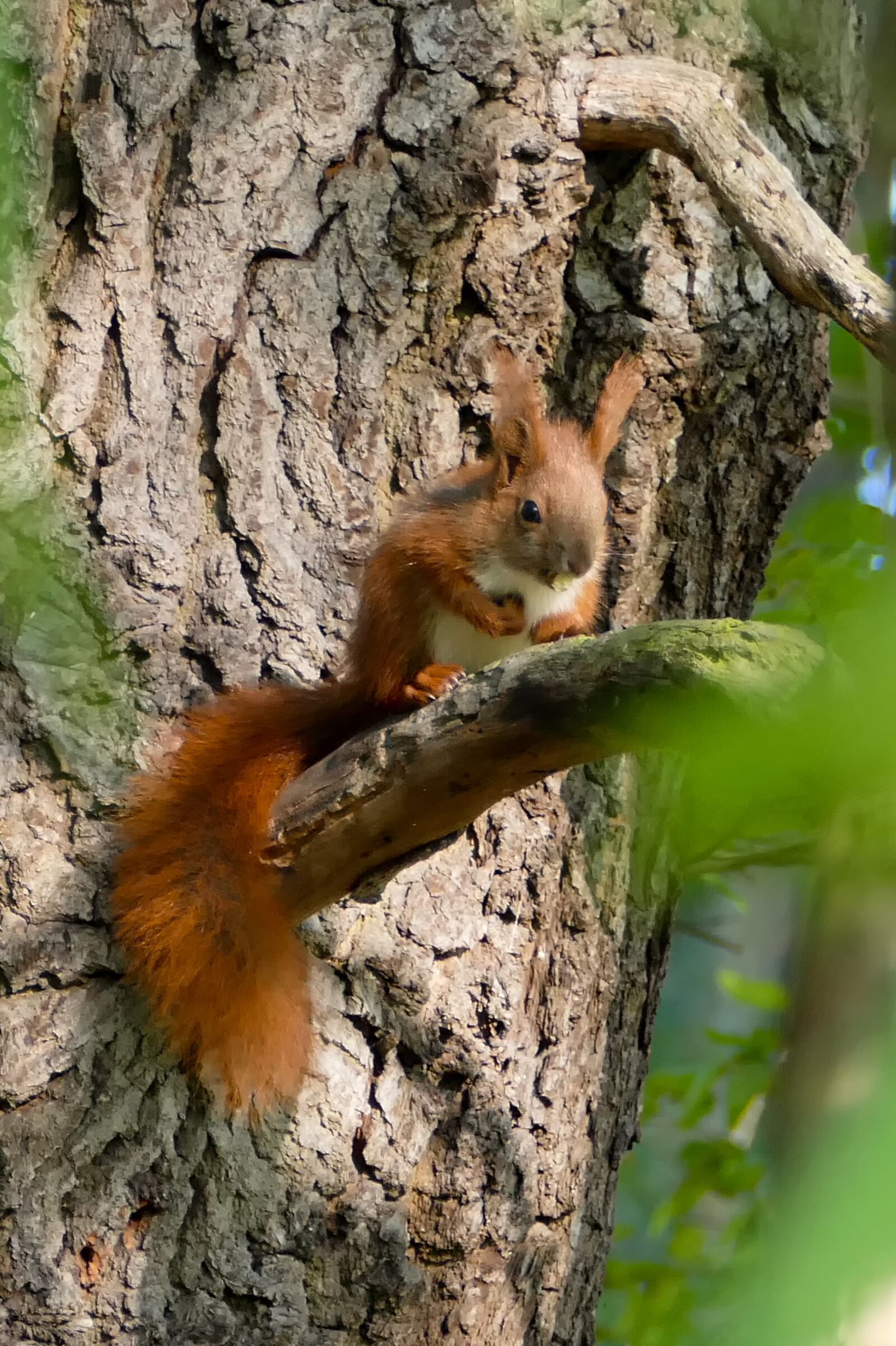 Panasonic Lumix DMC-FZ1000 sample photo. Squirrel, forest, nature photography