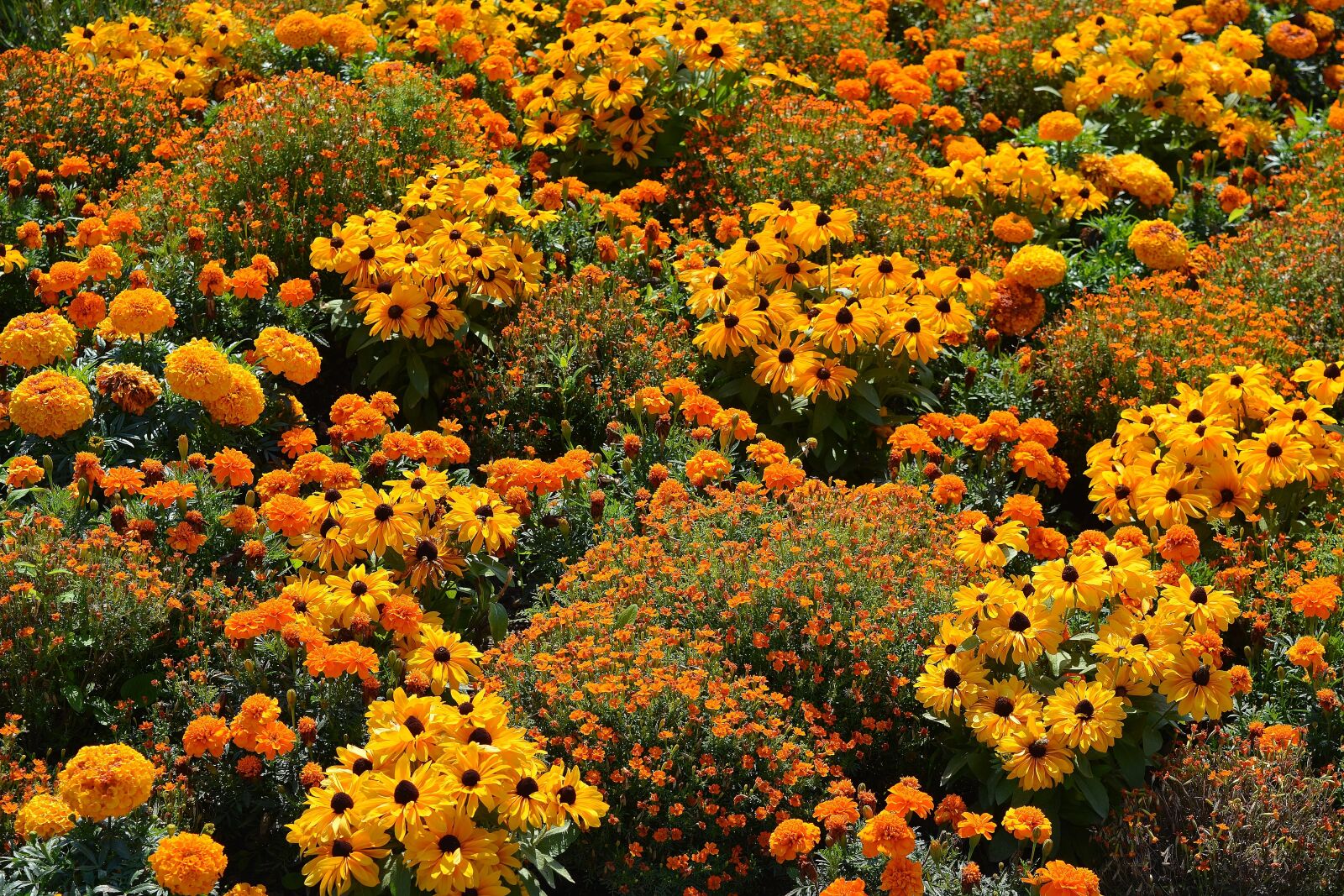 Nikon D5200 sample photo. Nature, blütenmeer, spring photography