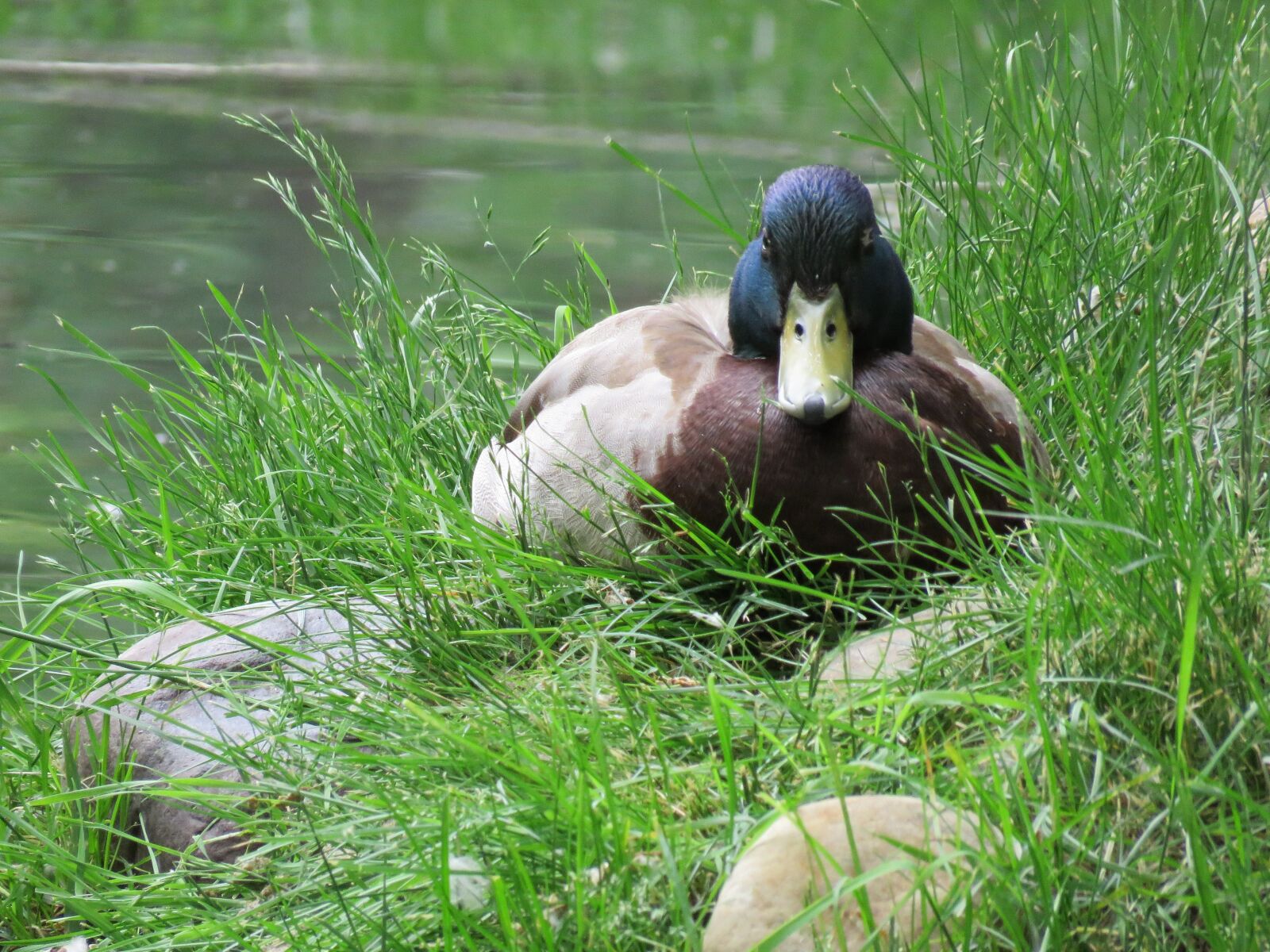 Canon PowerShot SX60 HS sample photo. Duck, mallard, bird photography