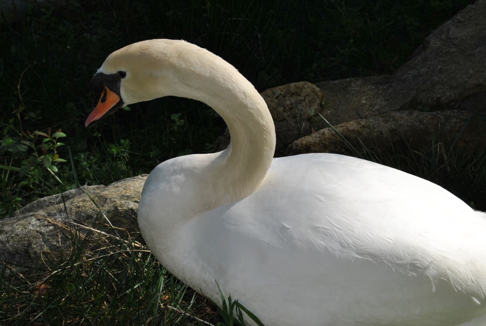 Nikon D3000 sample photo. Swan, zoo, animal photography