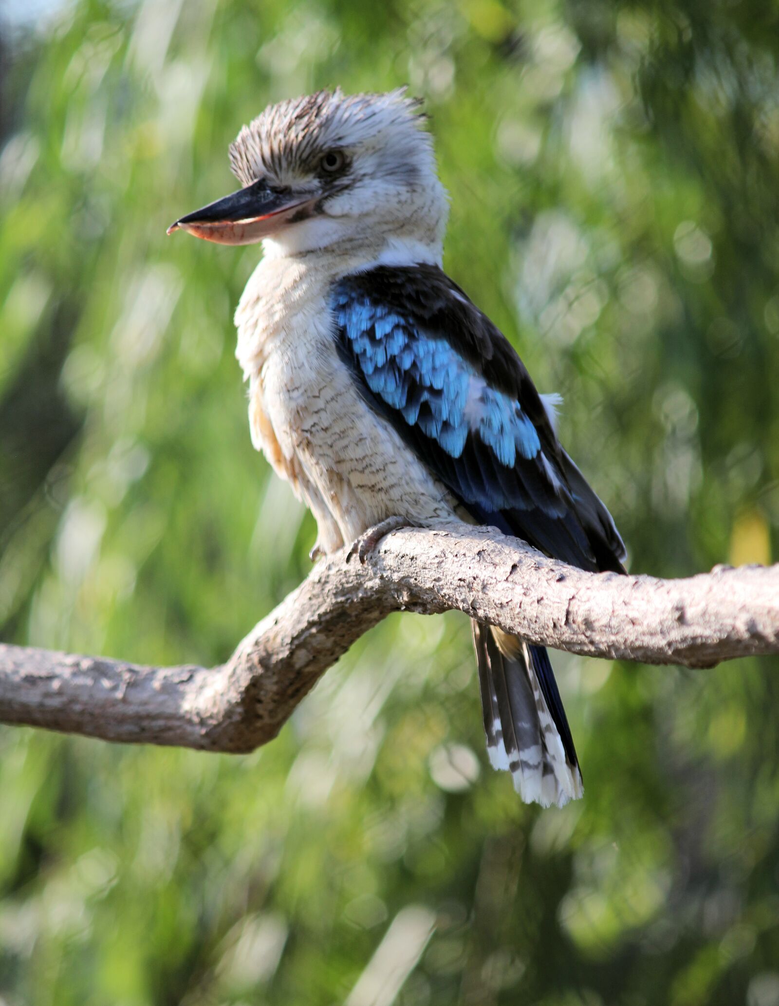 Canon EOS 550D (EOS Rebel T2i / EOS Kiss X4) sample photo. Ledňák, bird, kookaburra photography