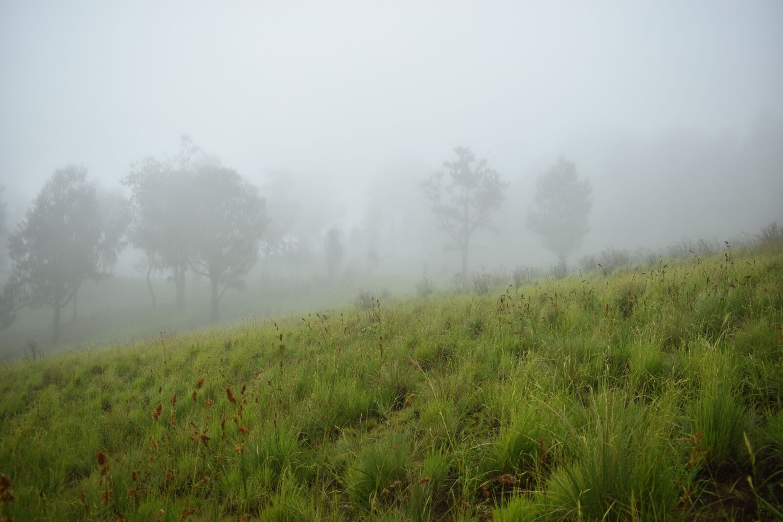 Nikon D3400 sample photo. Mist, forest, fog photography