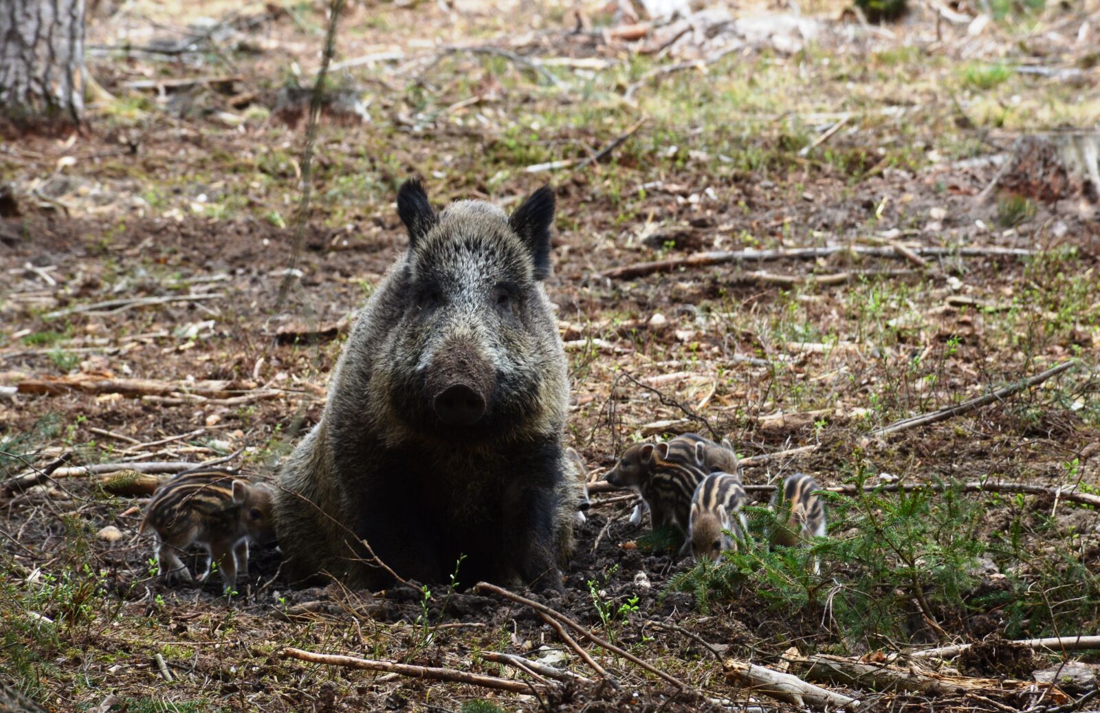Nikon D3200 sample photo. Hog wild, wild boar photography
