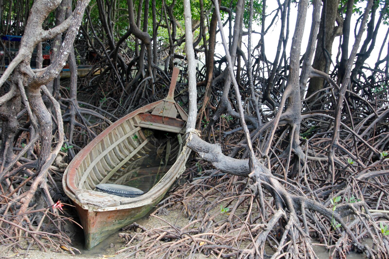 Canon EOS 60D sample photo. Boat, root, tree photography