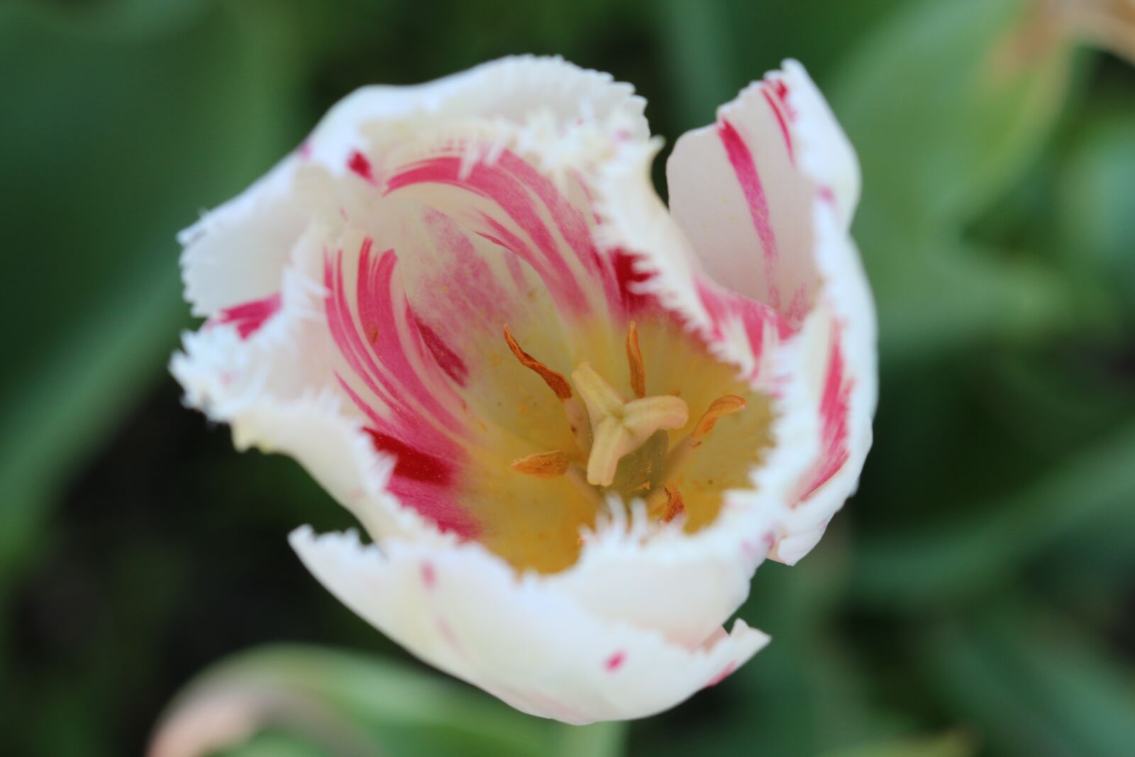 Canon EOS 70D + Canon EF 100mm F2.8 Macro USM sample photo. Tulips, white, pink photography