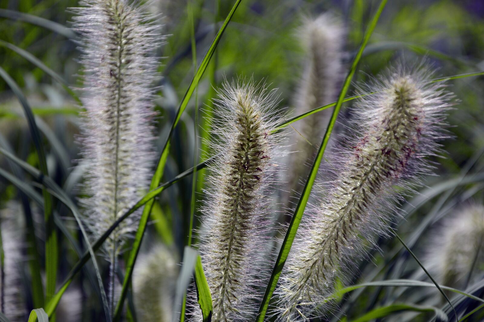 Nikon D3200 sample photo. Grasses, lamp cleaning er photography