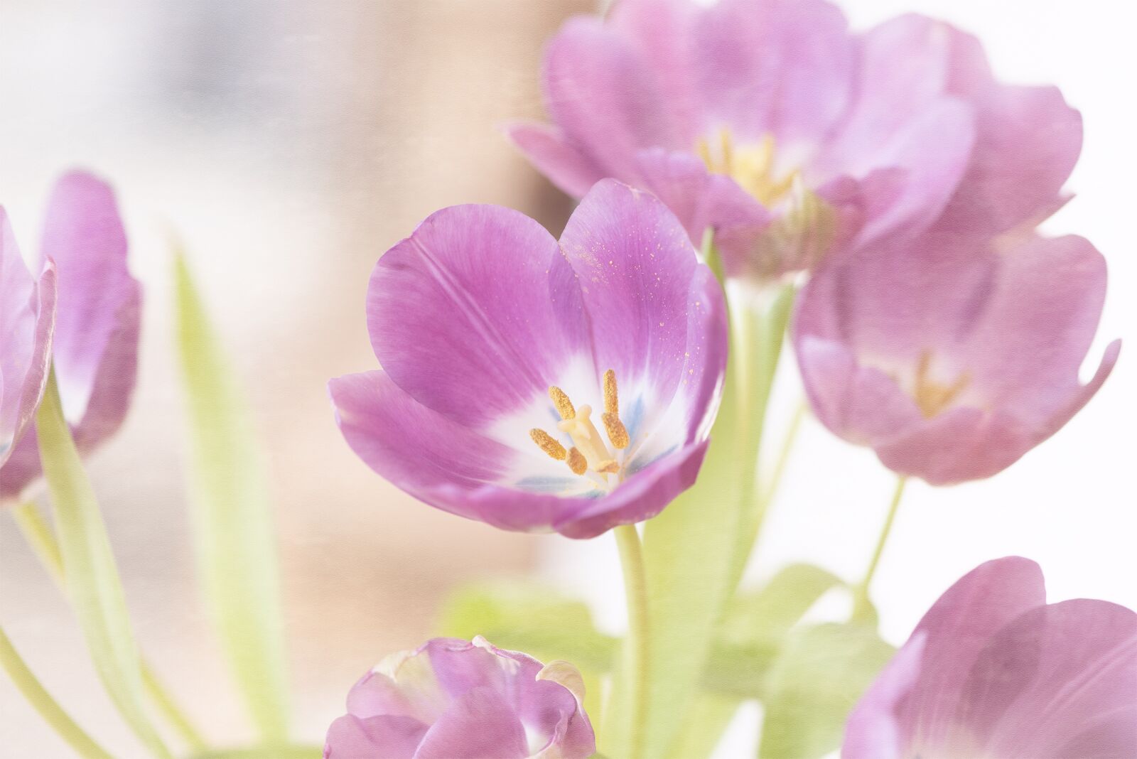 Nikon D750 sample photo. Tulips, pink, flowers photography