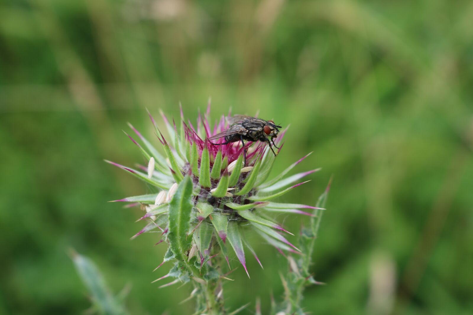 Canon EOS 750D (EOS Rebel T6i / EOS Kiss X8i) sample photo. Bite, nature, field photography