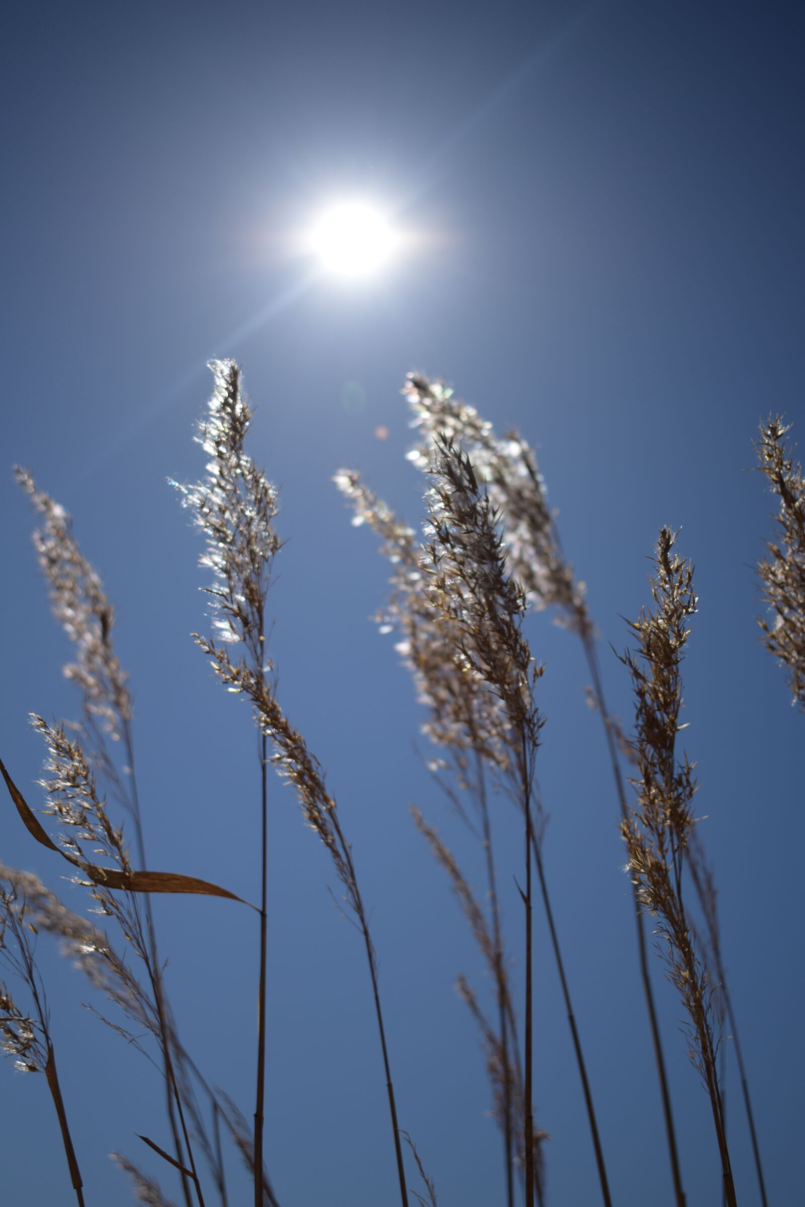 Nikon D3300 sample photo. Hay, sun, silhouette photography