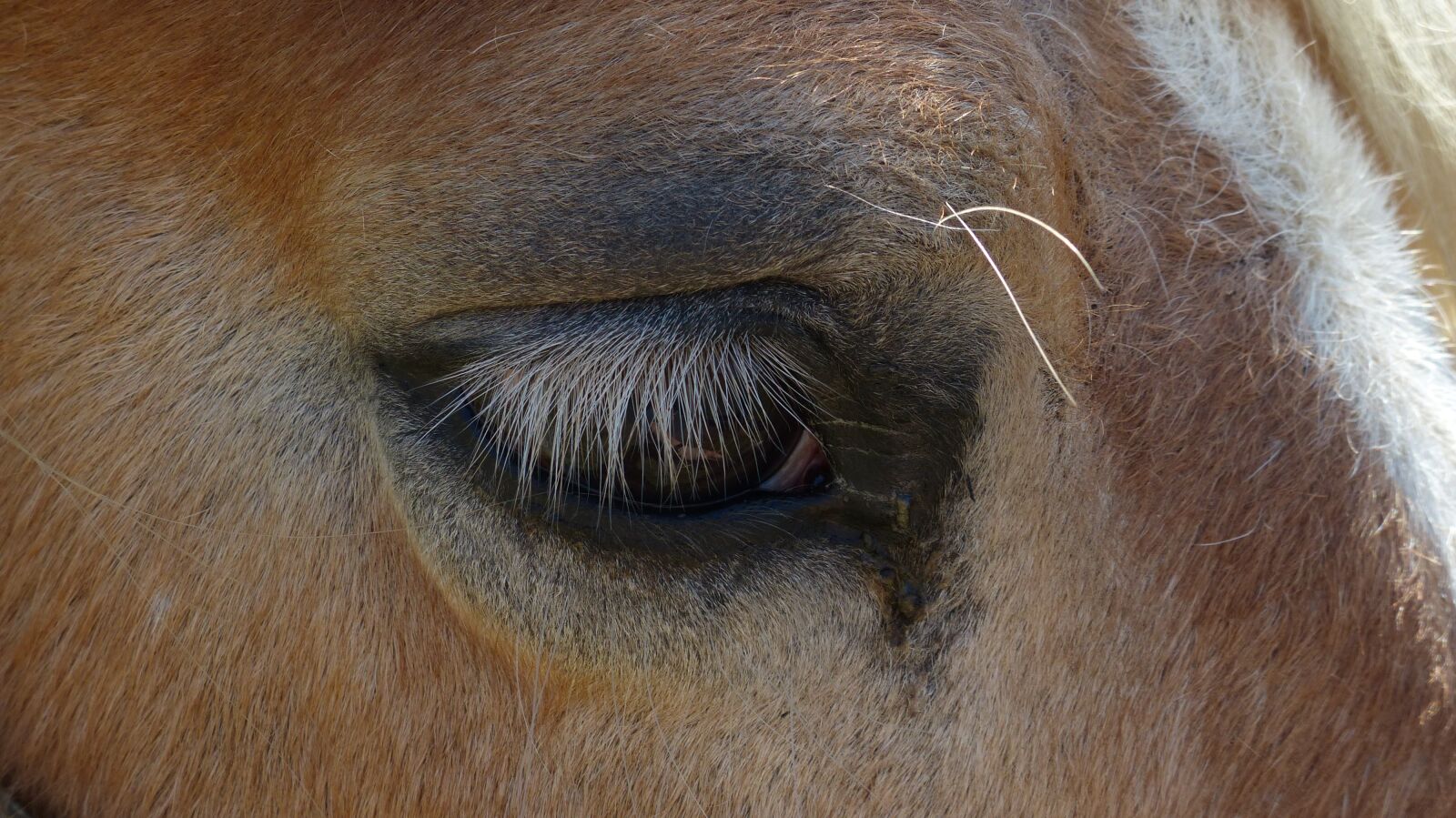 Panasonic Lumix DMC-FZ200 sample photo. Horse, eye, animal photography