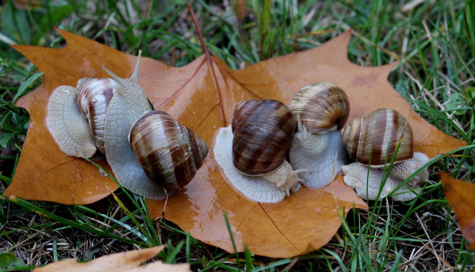 Canon EOS 700D (EOS Rebel T5i / EOS Kiss X7i) + Canon EF 85mm F1.8 USM sample photo. Snails, leaves, autumn photography