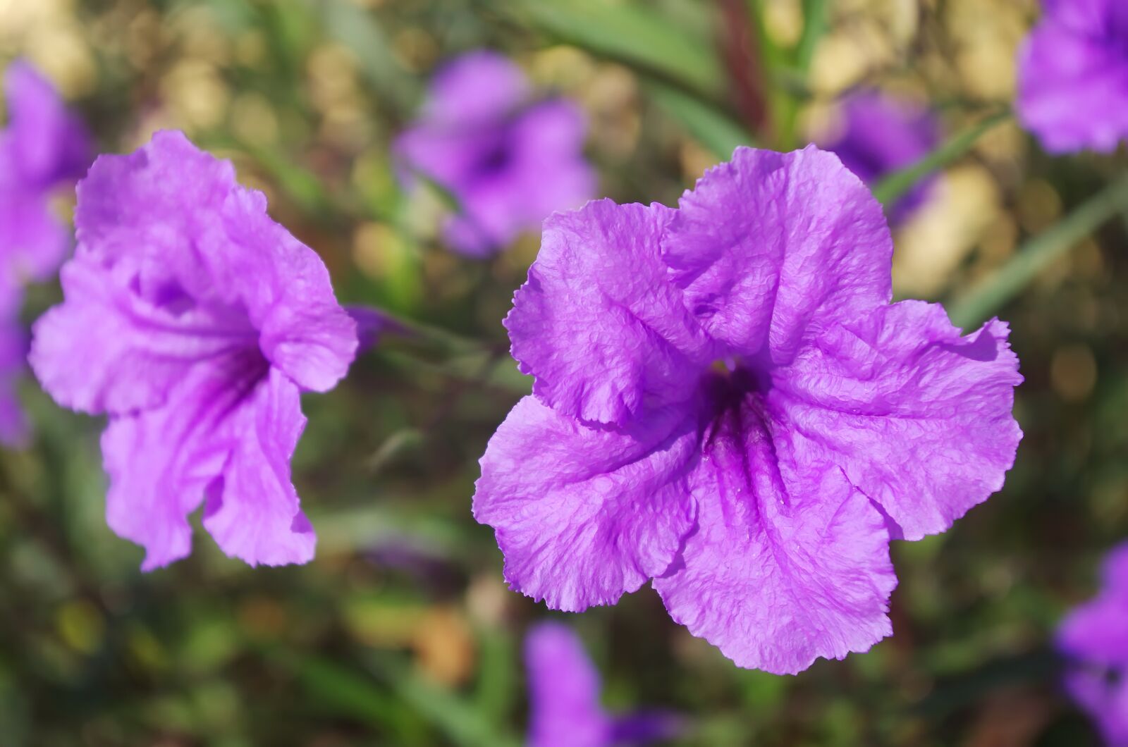 Pentax K-5 sample photo. Petunia, solanaceae, corolla photography