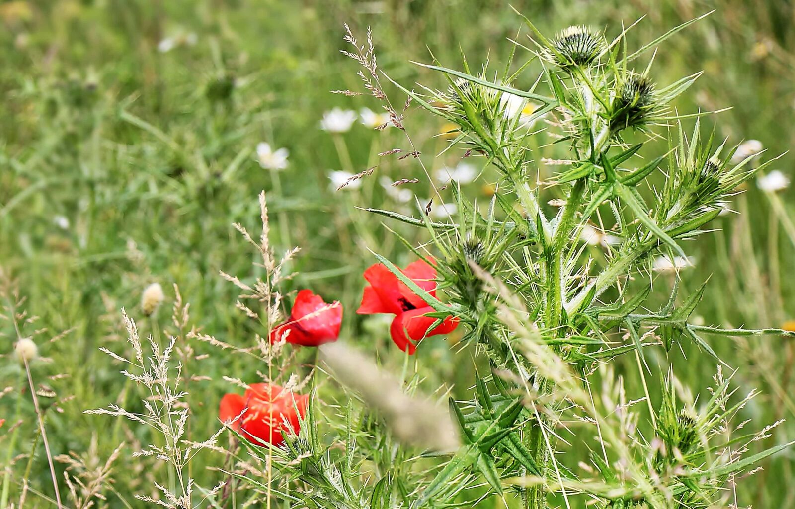 Canon EOS 550D (EOS Rebel T2i / EOS Kiss X4) sample photo. Nature, summer, leaf, red photography