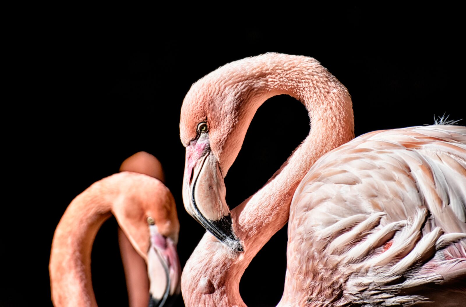 Nikon D7200 sample photo. Flamingo, bird, colorful photography