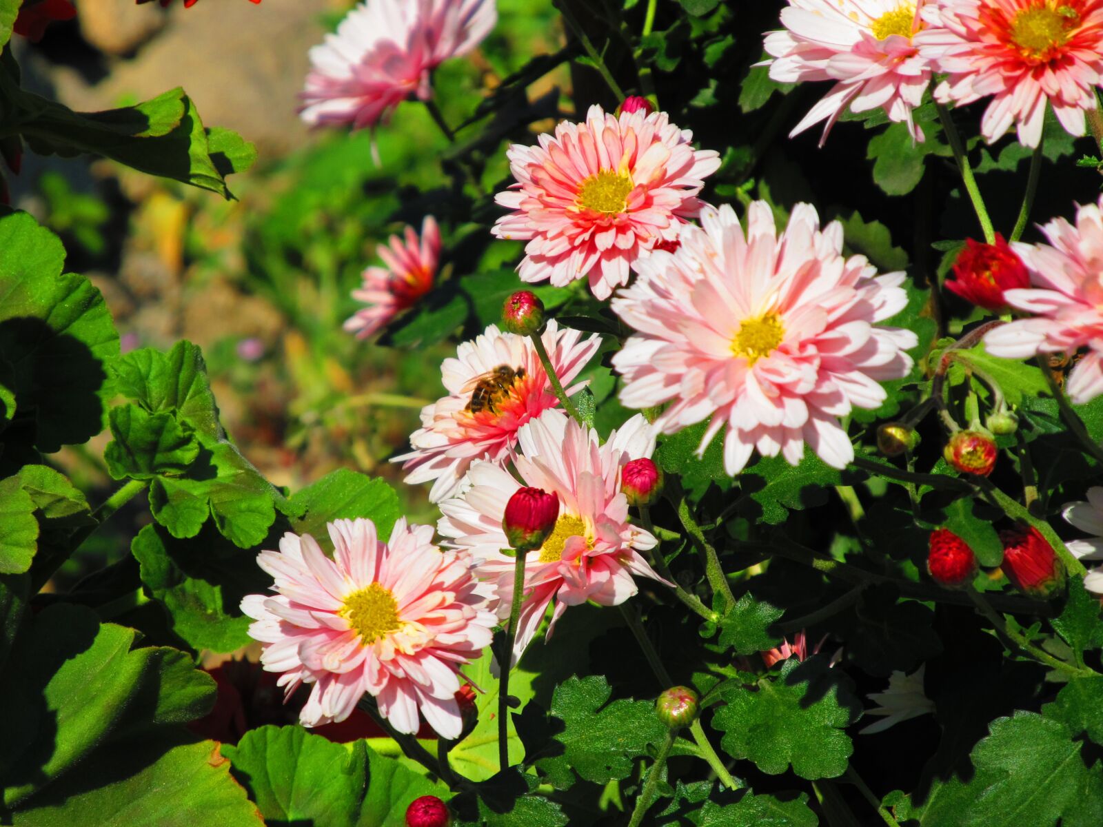 Canon PowerShot SX130 IS sample photo. Flower, roses, rose photography