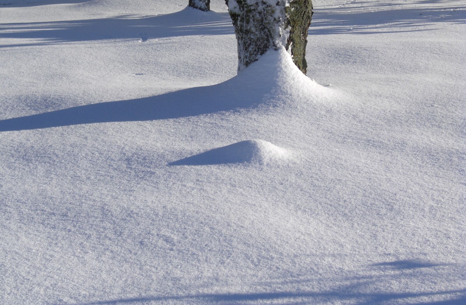 CASIO EX-Z1200 sample photo. Wintry, tree, snow photography