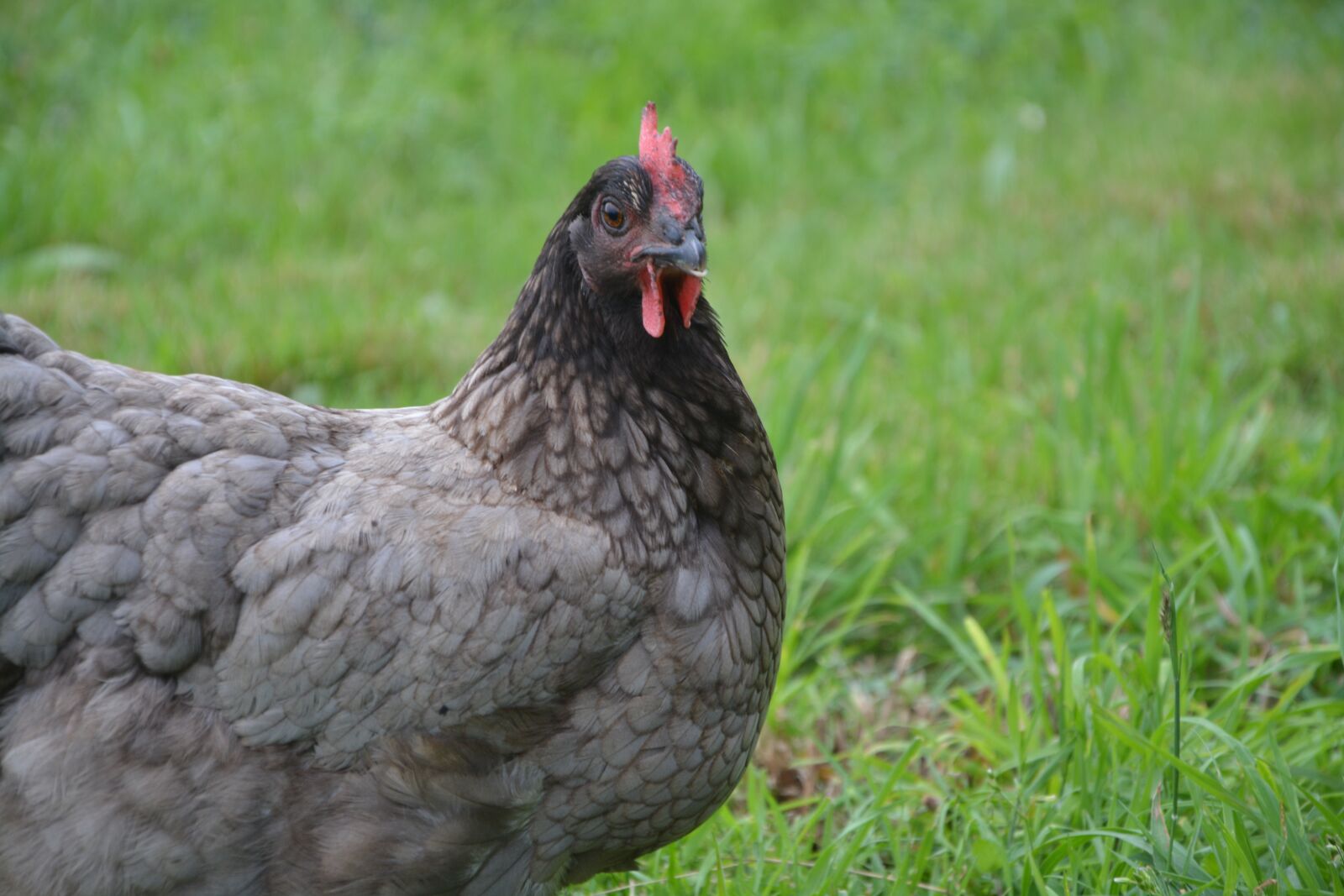Nikon D5200 sample photo. Laying hen, grey ash photography
