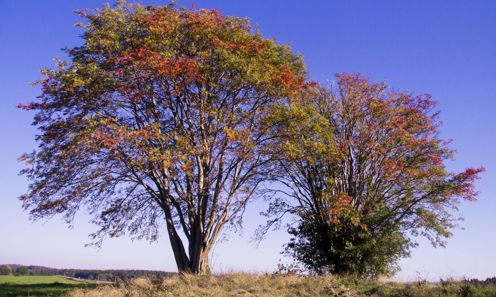 Sony SLT-A57 sample photo. Grove of trees, autumn photography