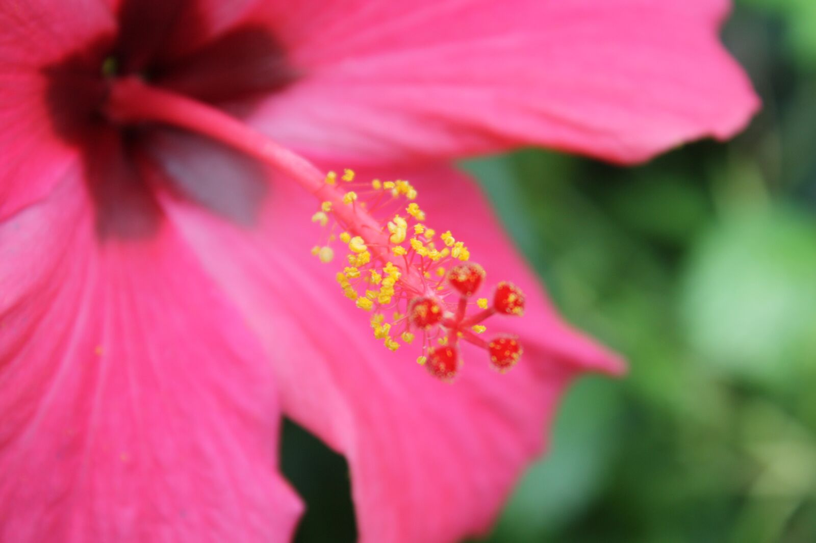 Canon EOS 450D (EOS Rebel XSi / EOS Kiss X2) sample photo. Flower, hibiscus, macro photography