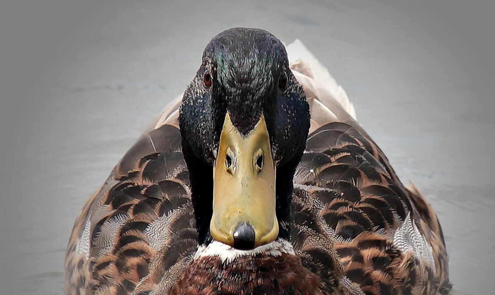 Canon EOS 550D (EOS Rebel T2i / EOS Kiss X4) sample photo. Wild duck, head, zoology photography