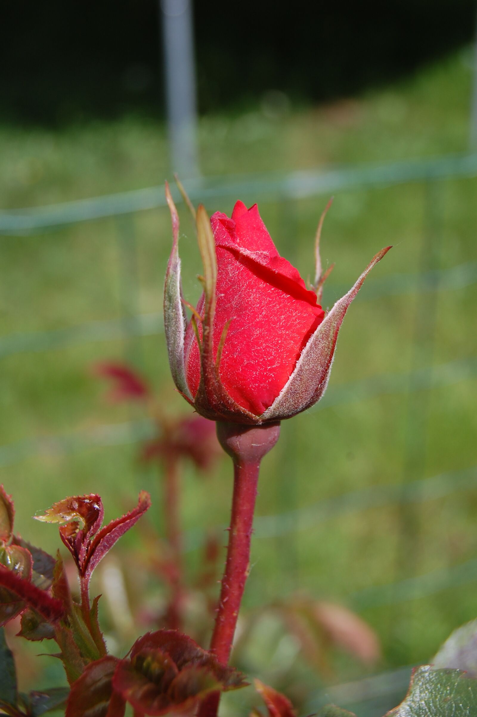 Nikon D40 sample photo. Pink, red, bud photography