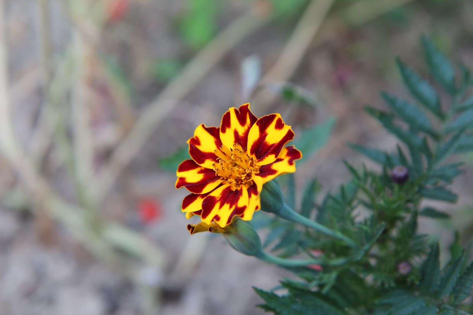 Canon EOS 600D (Rebel EOS T3i / EOS Kiss X5) sample photo. Carnation of india, tagetes photography