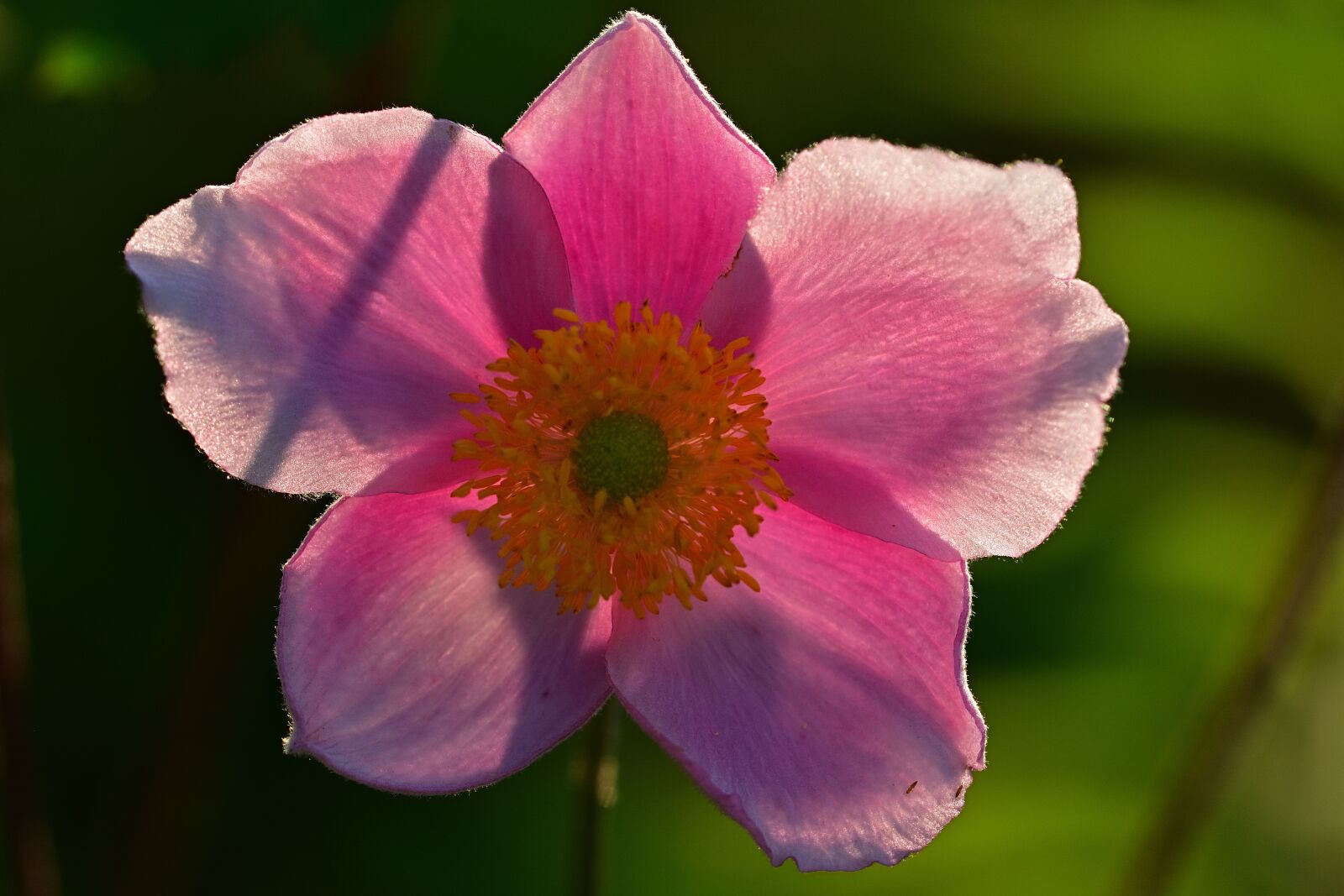 Nikon D5200 sample photo. Japanese anemone, pink anemone photography