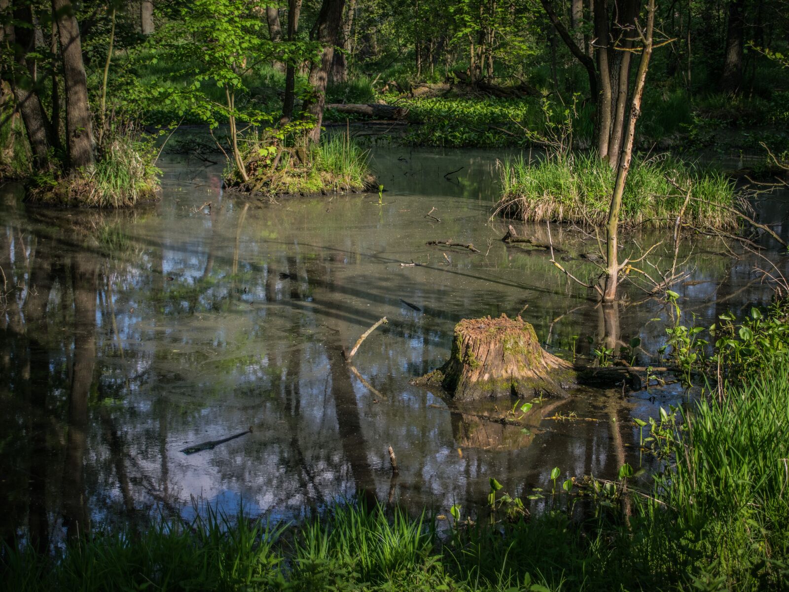 Nikon D5300 sample photo. Wetland, lagoon, water photography