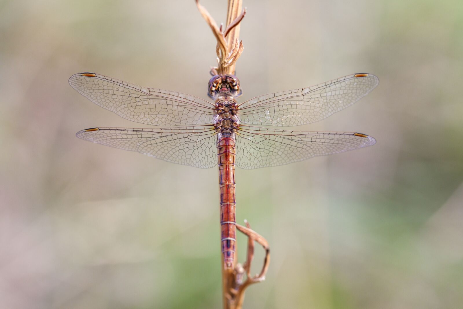 Canon EOS 80D sample photo. Dragonfly, nature, close up photography