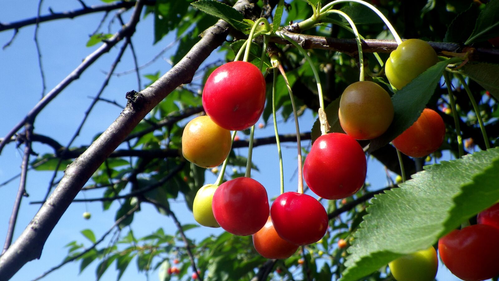 Pentax Optio WG-2 sample photo. Sour cherry, cherry tree photography