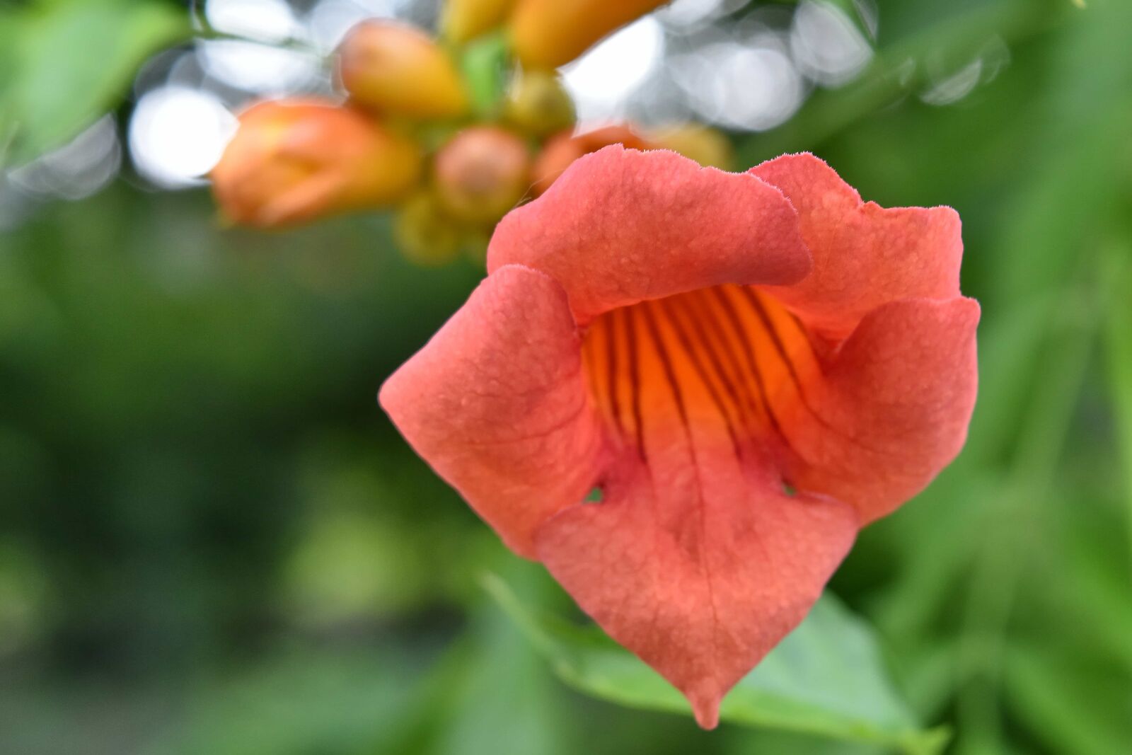 Nikon D5500 sample photo. Blurry, flower, tropical, plant photography