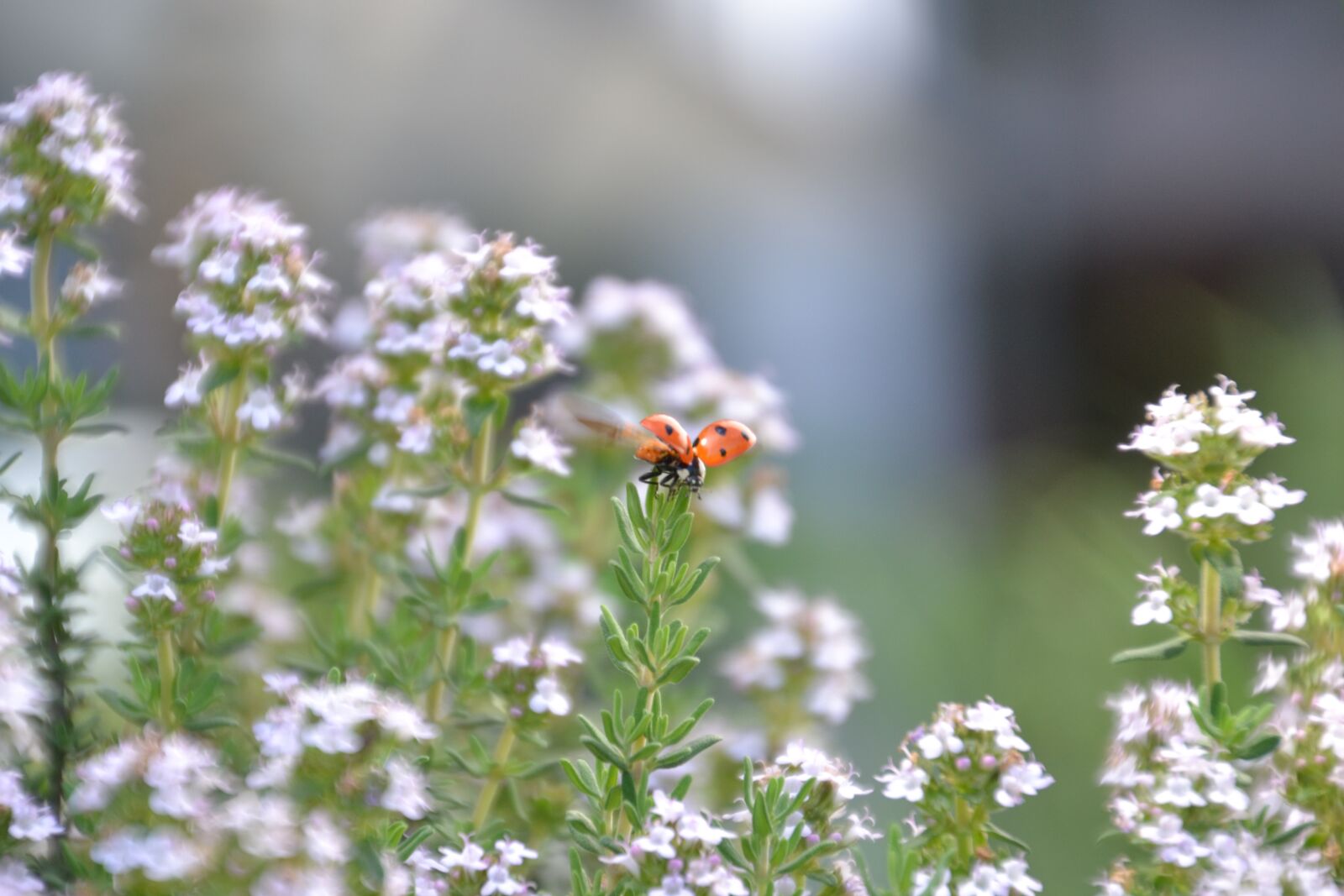 Nikon D3100 sample photo. Ladybug, wing, insect photography