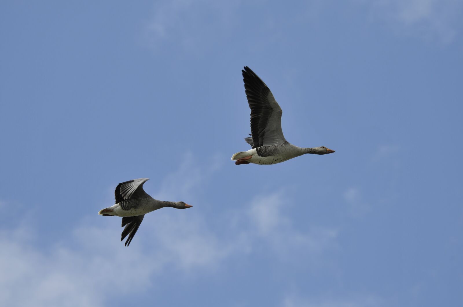 Nikon D300S sample photo. Wild geese, birds, holland photography