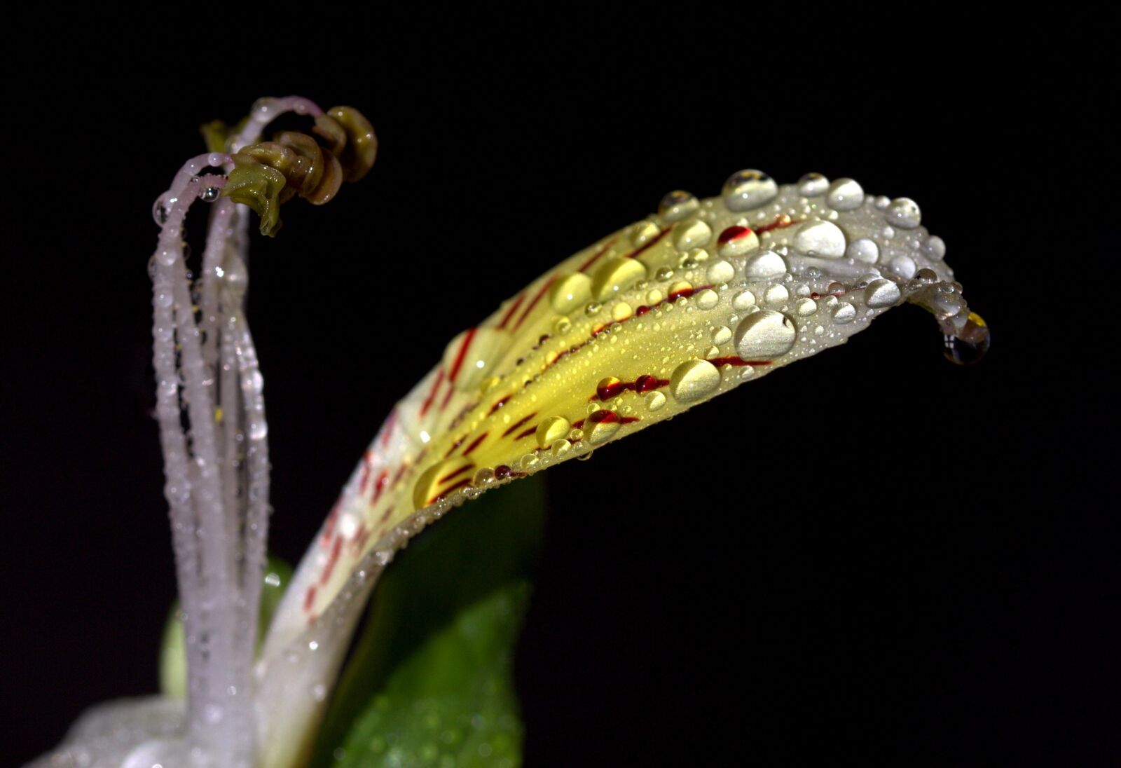 Canon EOS 700D (EOS Rebel T5i / EOS Kiss X7i) sample photo. Petals, wet, yellow photography