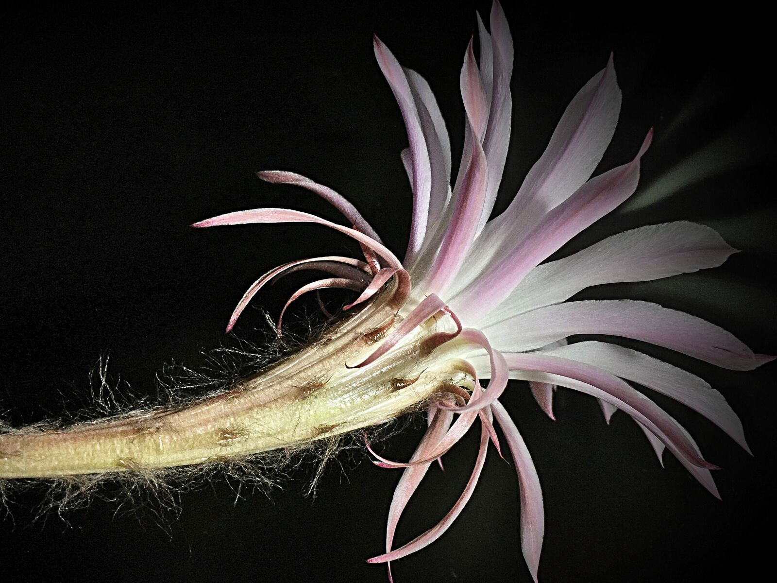 iPhone 6s Plus back camera 4.15mm f/2.2 sample photo. Cactus flower, hairs, flower photography