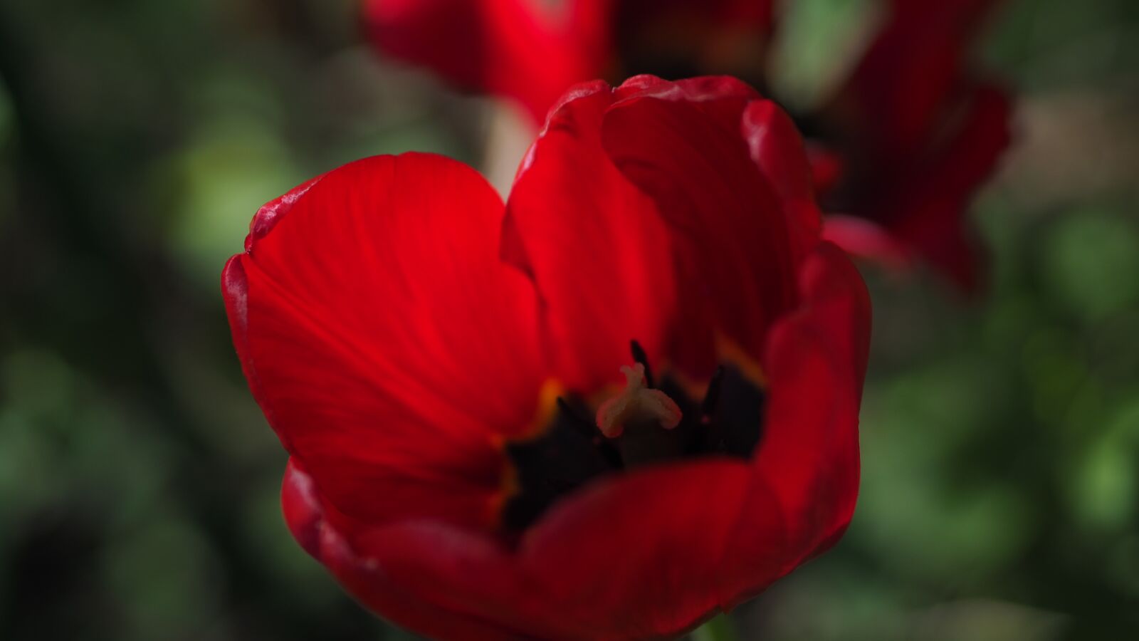 Olympus OM-D E-M10 III sample photo. Tulip, flower, macro photography