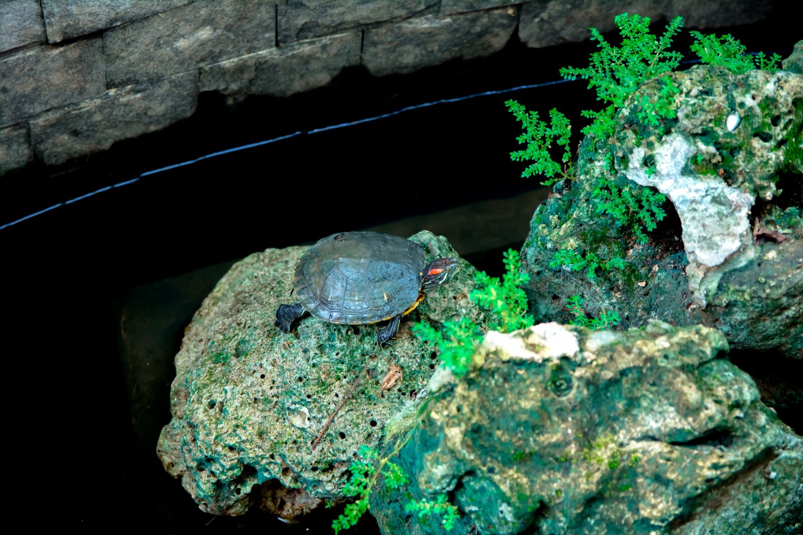 Nikon D5200 sample photo. Turtle, art, forest photography