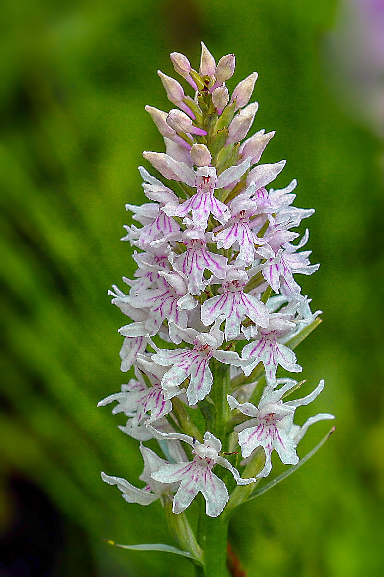 Canon EOS 350D (EOS Digital Rebel XT / EOS Kiss Digital N) sample photo. Orchid, common spotted, color photography