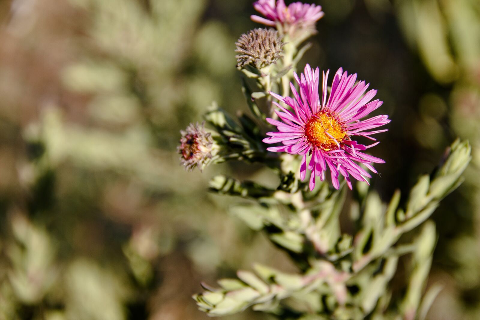 Canon EOS 650D (EOS Rebel T4i / EOS Kiss X6i) sample photo. Flowers, field, nature photography
