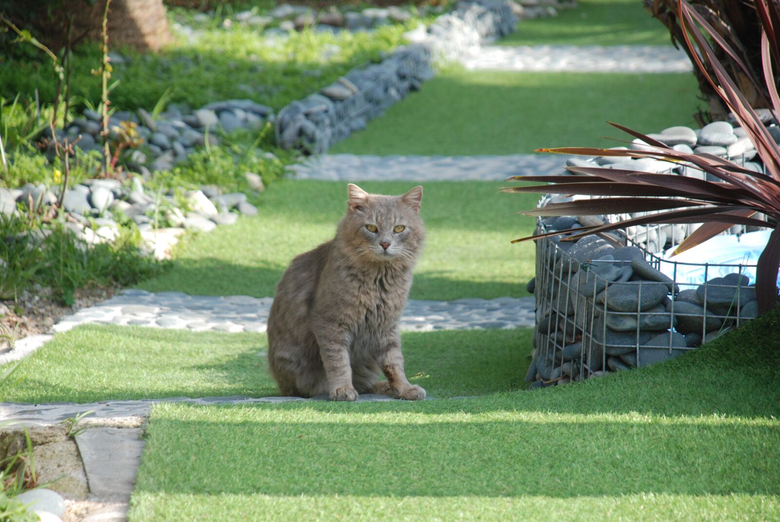 Nikon D80 sample photo. Cat, seals, summer photography