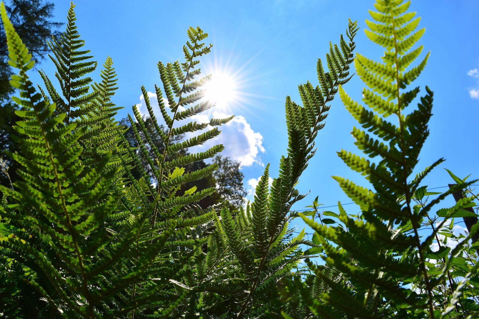 Nikon D5300 sample photo. Ferns, plant, green photography