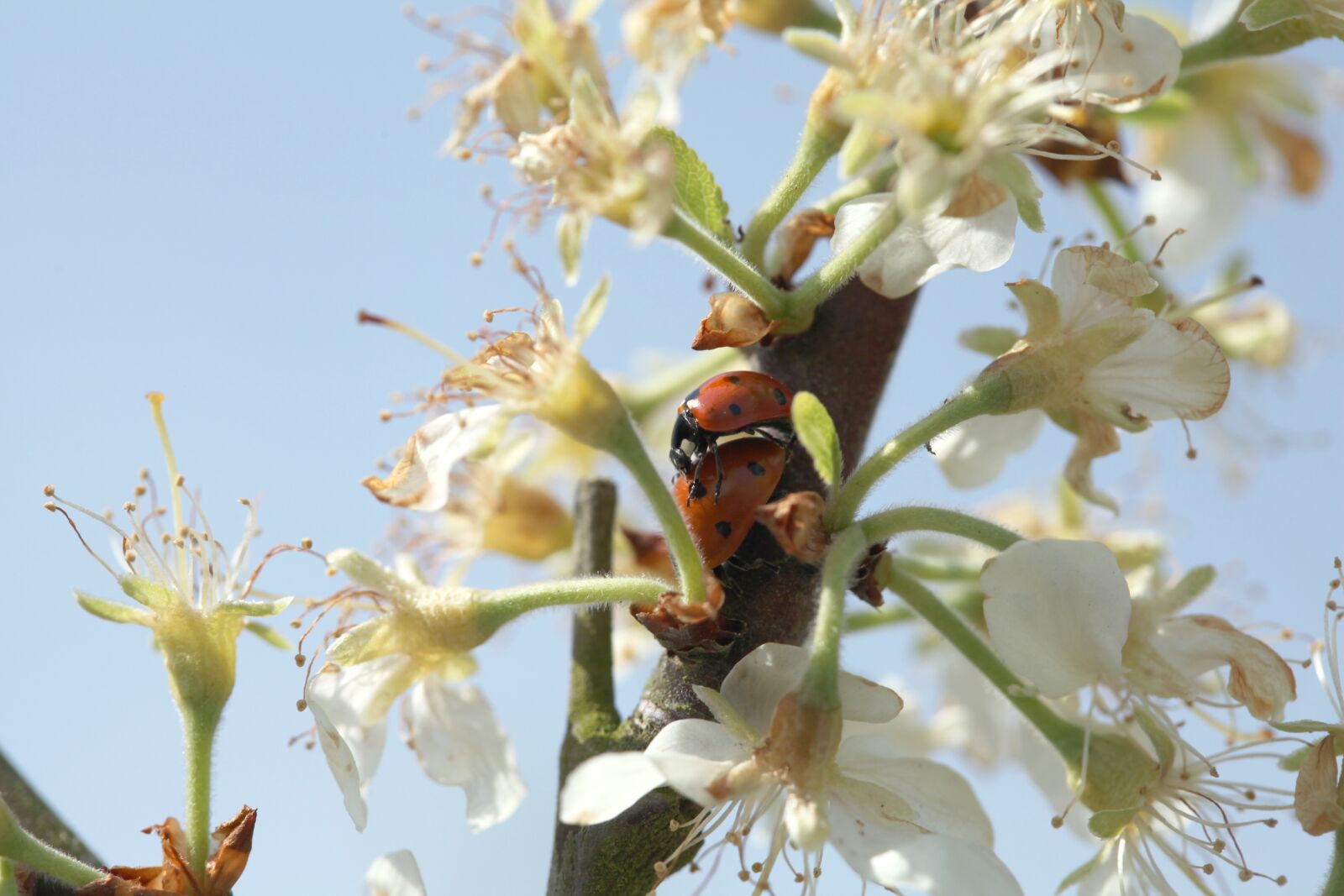 Canon EOS 5D Mark II sample photo. Ladybird, tree, garden photography