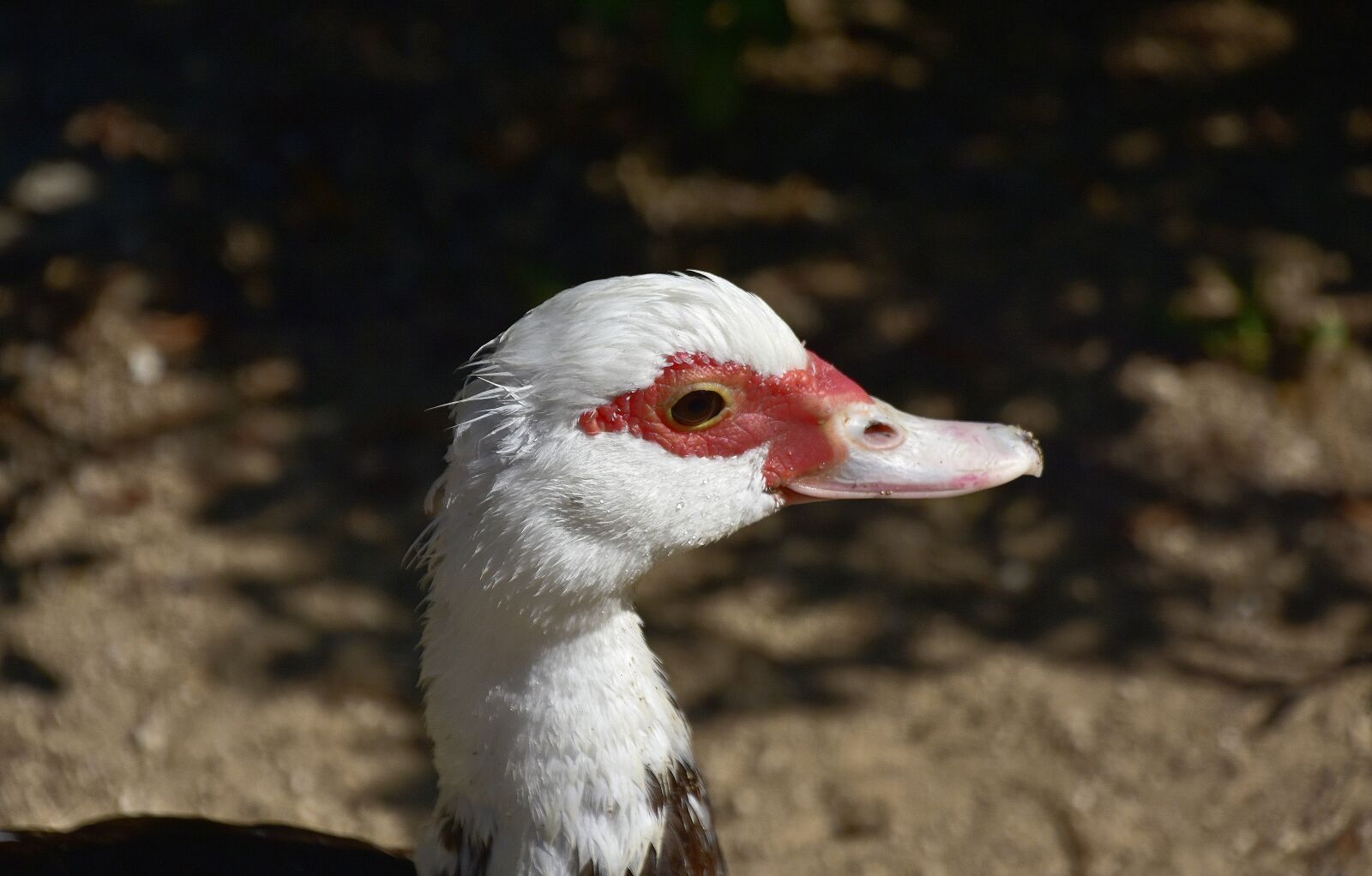 Nikon D7200 sample photo. Birds, ducks, animals photography