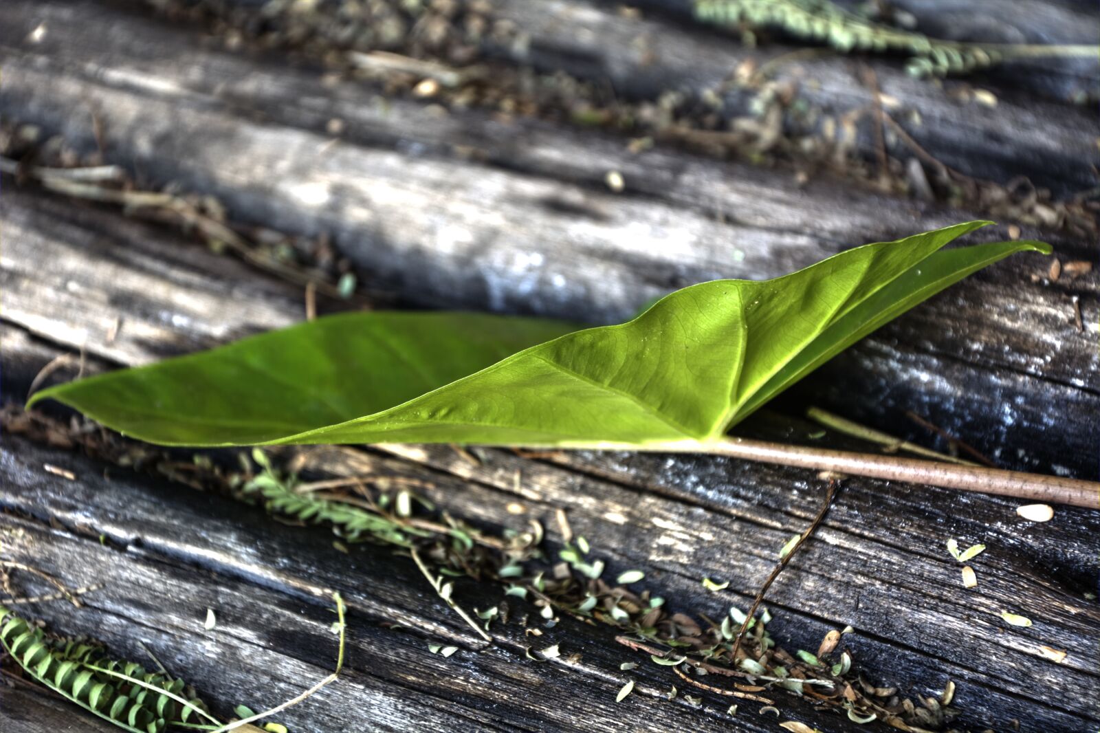 Nikon D5200 sample photo. Garden, leaf, green photography