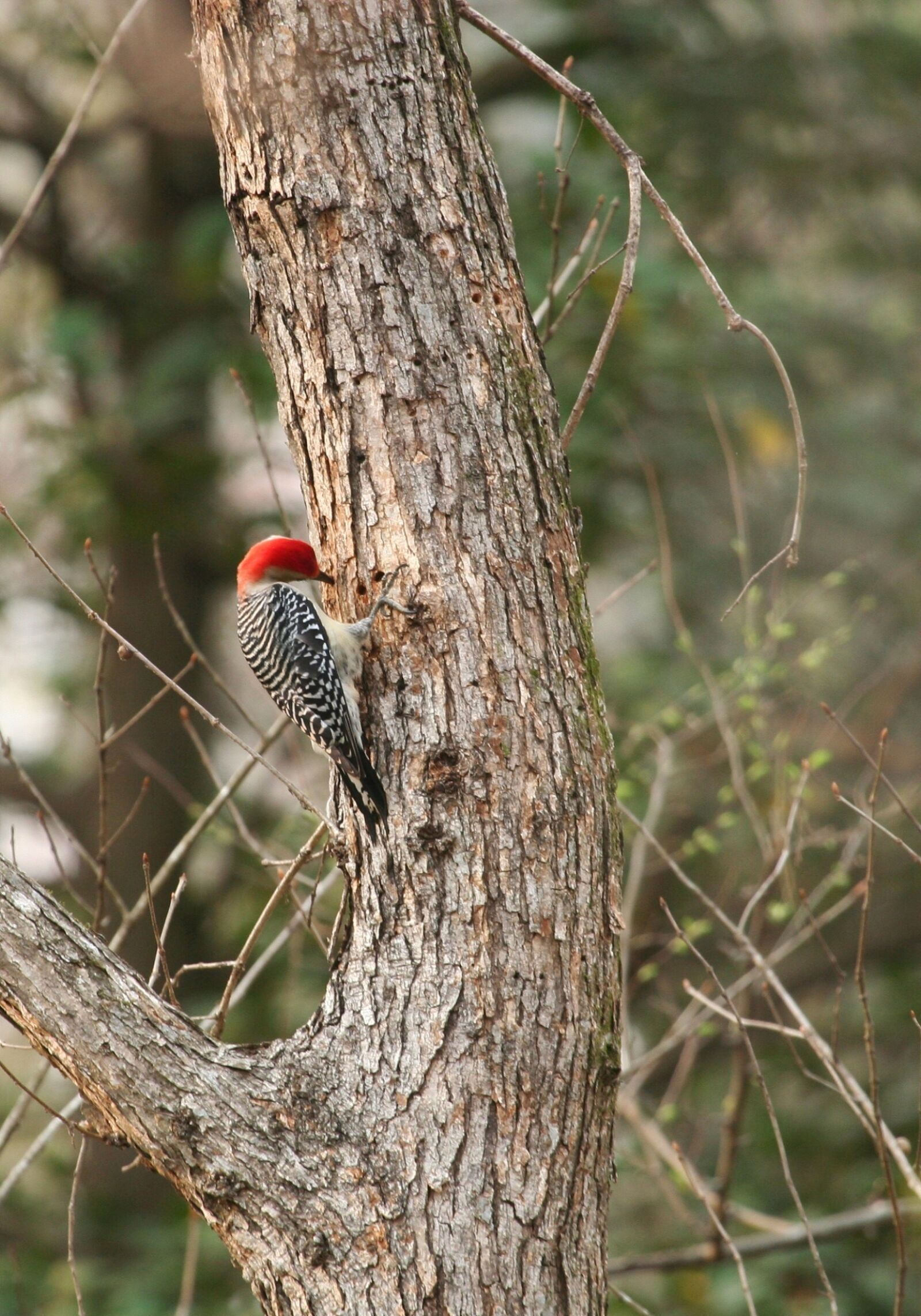Canon EOS 350D (EOS Digital Rebel XT / EOS Kiss Digital N) sample photo. Red bellied woodpecker, bird photography